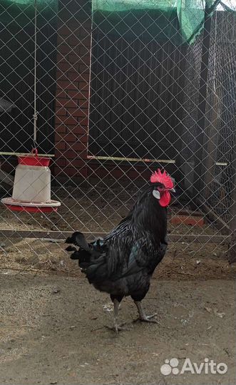 Петух Барбезьё