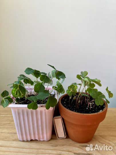 Оксалис мартианский (кислица)