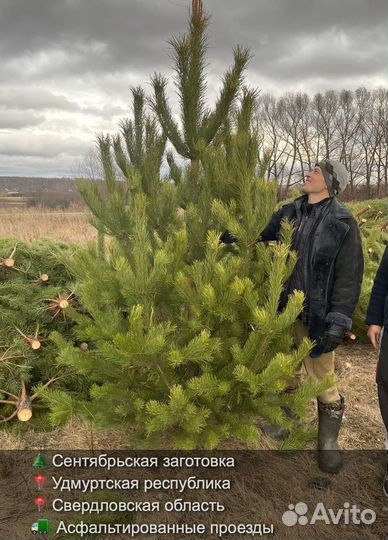 Елка сентябрьская рождественская оптом