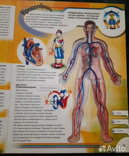 Тело человека книга