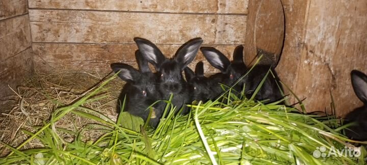 Крольчата разных возрастов