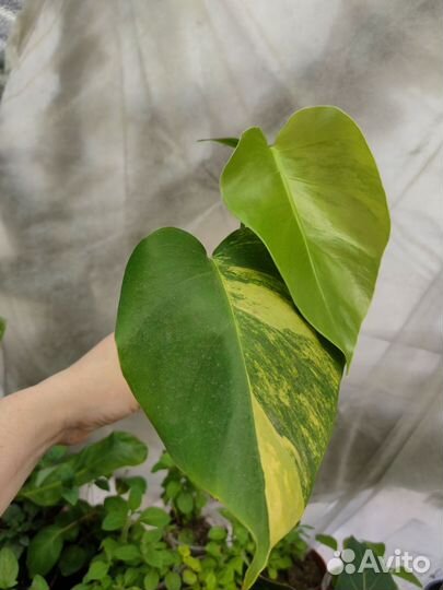 Монстера Еллоу