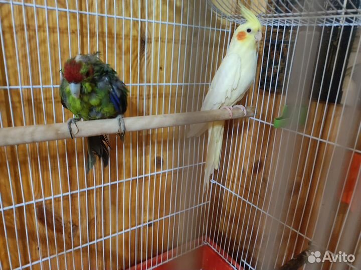 Продам попугаев, Корелла и Какарик