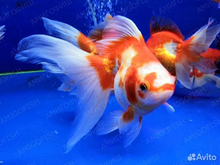Золотая рыбка Риукин красно-белый (Carassius aura