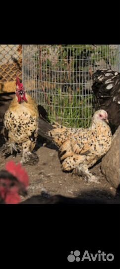 Инкубационное яйцо,Мильфлер