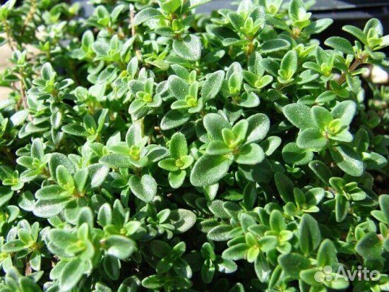 Чабрец (или тимьян)