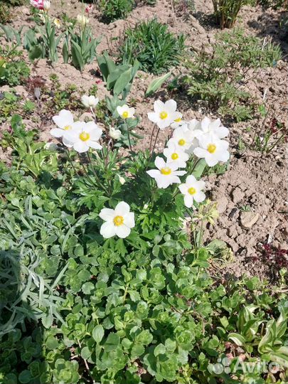 Анемона лесная