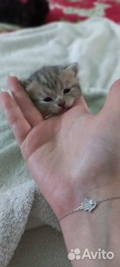 Шатланские котята