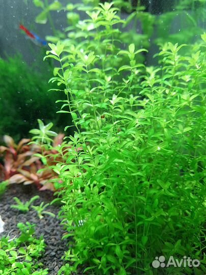 Аквариумные растения разные