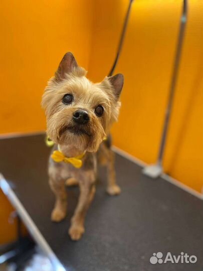 Стрижка собак, экспресс линьки