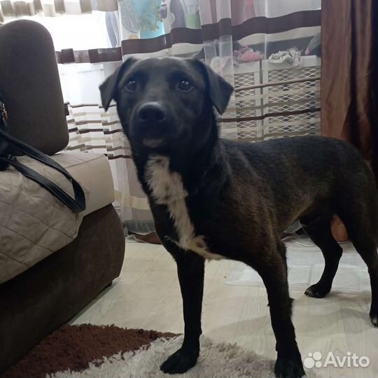 Собака в дар