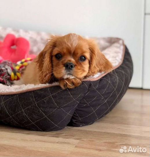 Спаниель кавалер