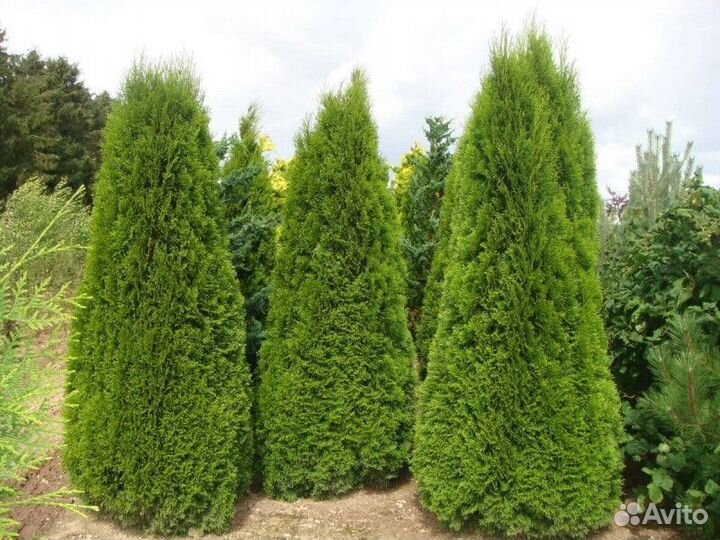 Туя западная смарагд - extra Высота от 125см