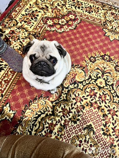 Мопс вязка мальчик