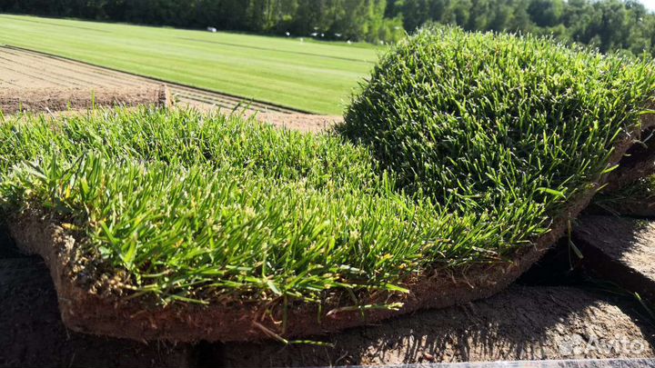 Рулонный газон