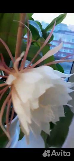 Селеницериус (Царица ночи)