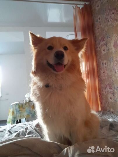 Собака, вязка