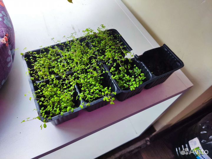 Солейролия (Гелксина) обмен/продажа