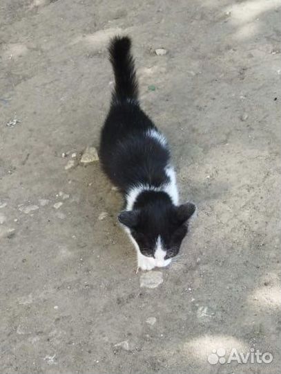 Котята мальчики в добрые руки
