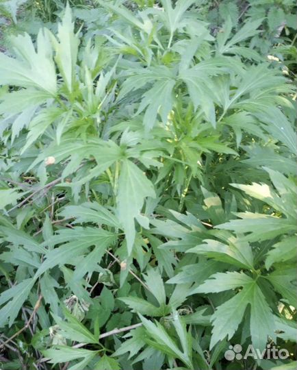 Золотой шар, Барвинок малый