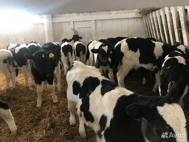 Телки, бычки и телята