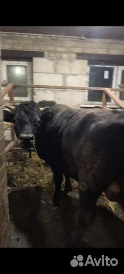 Бык на мясо