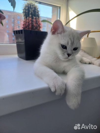 Британская короткошерстная