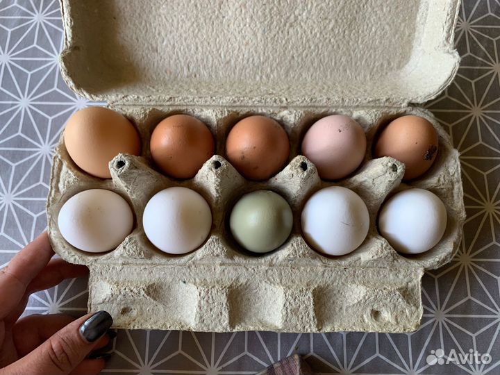 Домашние куриные яйца
