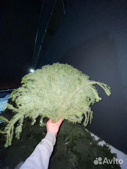 Пихтовый лапник пихты