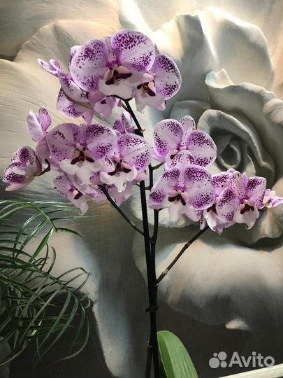 Орхидея фаленопсис Aare Арэ