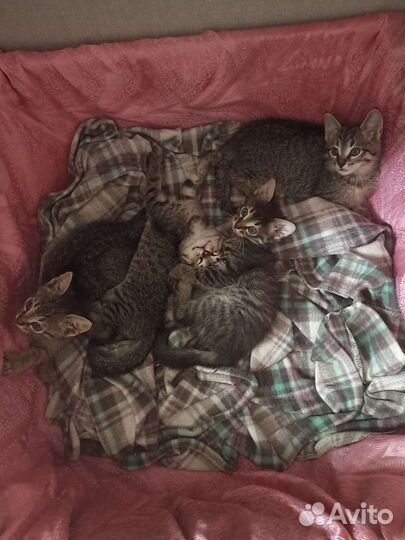 Котята в добрые руки бесплатно