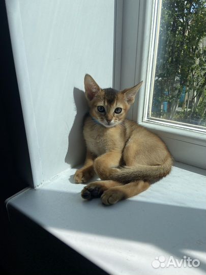 Абиссинские котята