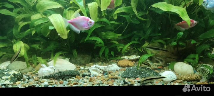 Аквариум с рыбками