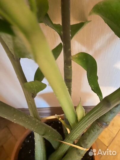 Замиокулькас