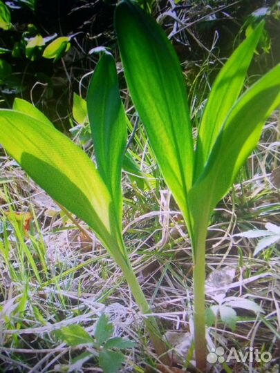 Лук-слизун, лук шнитт, ревень, черемша