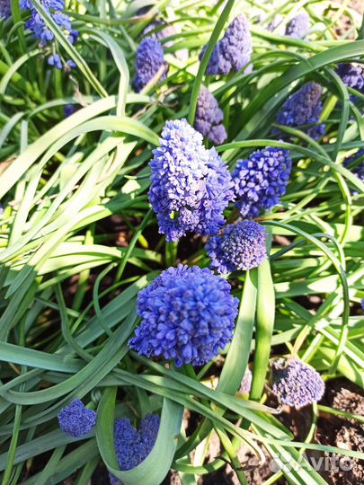 Луковицы мускари