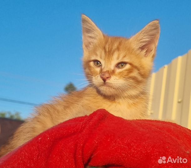 Рыжая Сонечка у добрые руки