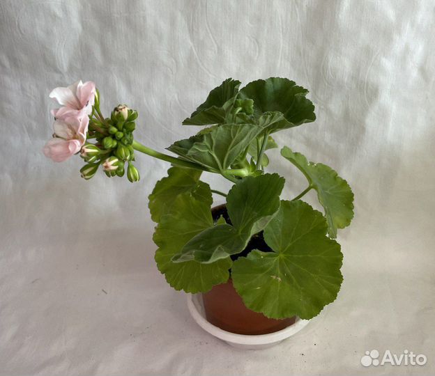 Пеларгония (герань) сортовая цветущая