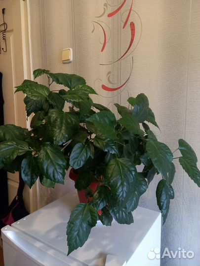 Продам Гибискус