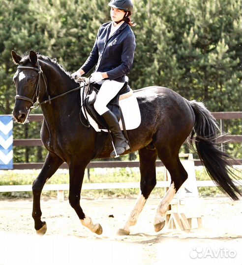 Продаётся жеребец