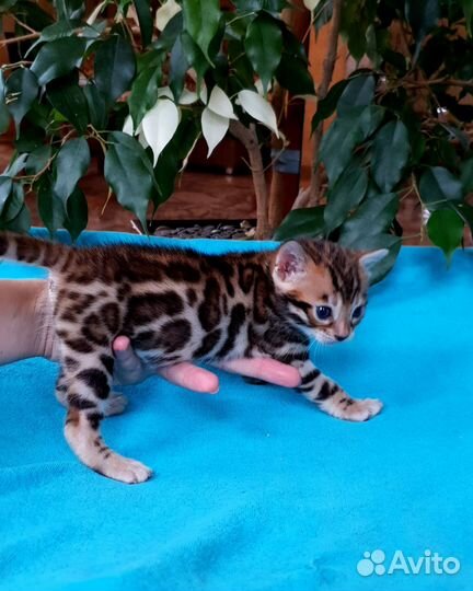 Бенгальские котята