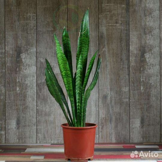 Сансевиерия,тещин язык