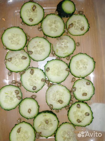 Улитки ахатины