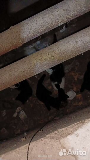 Котосемья из подвала в поисках дома