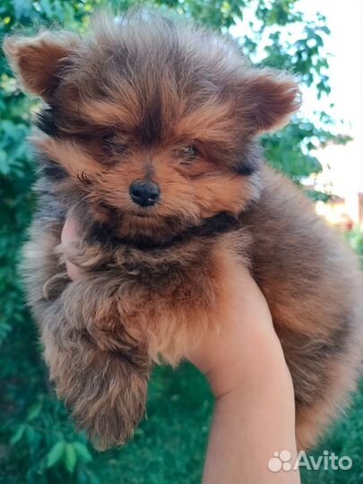 Маленькая собачка