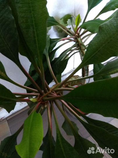 Комнатные растения