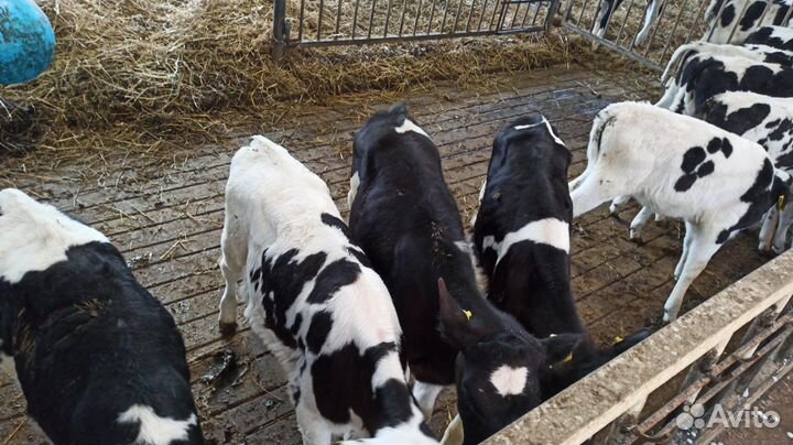 Бычки и телята