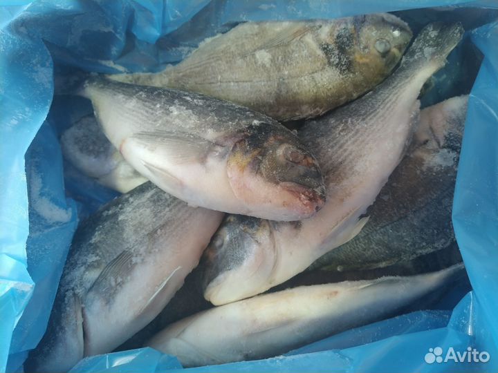 Форель, Сёмга