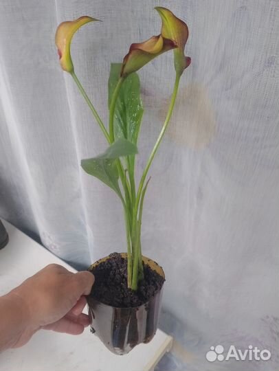 Калла пекин