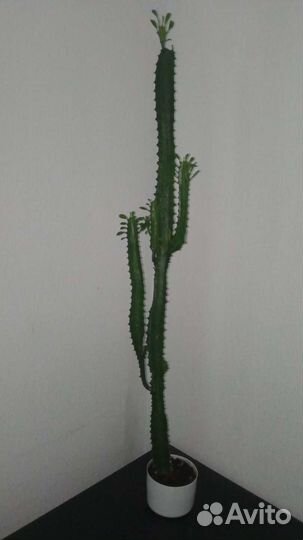 Молочай трехгранный (Эуфорбия) более 85см